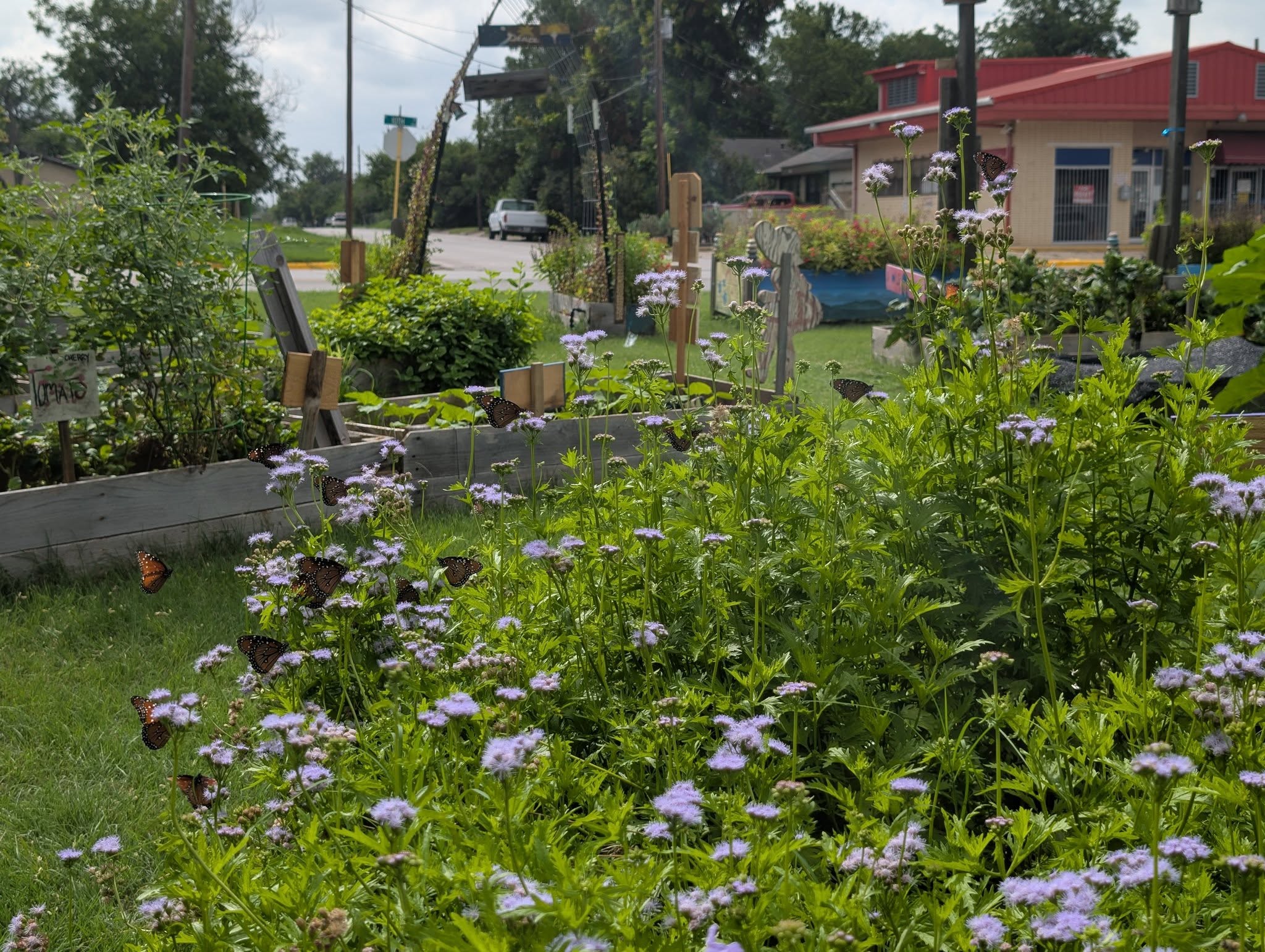 Community Gardens - Butterfly Garden