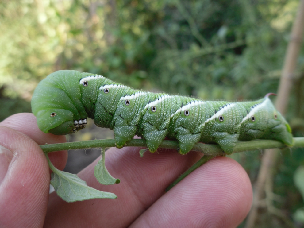 Tomato Hornworm.