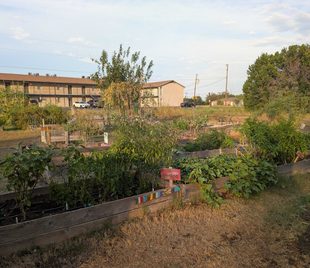 Vegetable beds and paths in the Killeen Creators community garden under a clear sky.