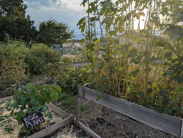 Rows of raised garden beds ready for harvest at Killeen Creators.