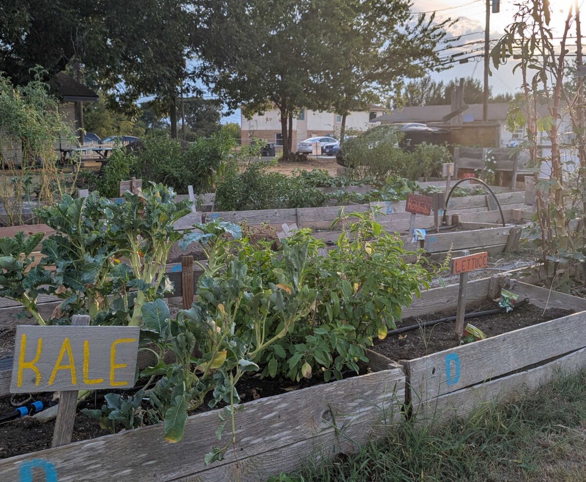 Kale growing in a raised bed beside hand-painted markers for kohlrabi and lettuce in the fall garden.